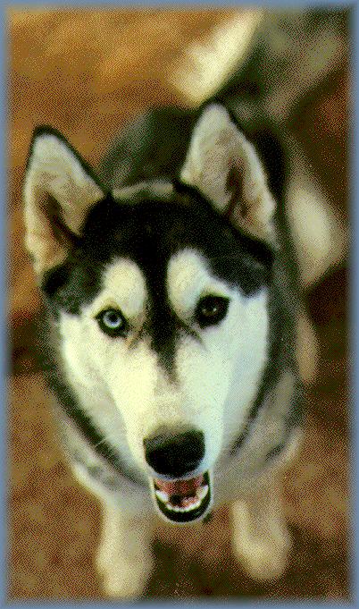 [Picture of Chinook]