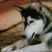 Chinook's Story; A husky with lupus?