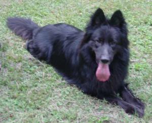 King lying on the grass, happy